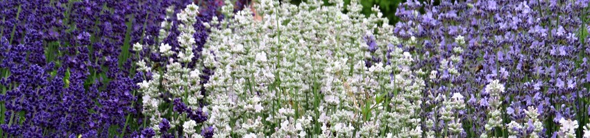 Lavandula angustifolia